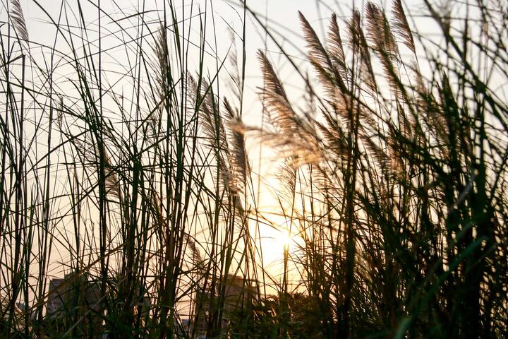 季節限定快來打卡-台中中央公園五節芒超吸睛
