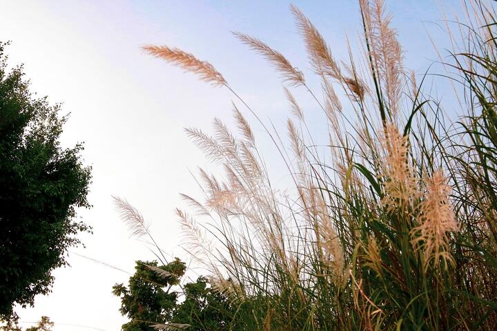 季節限定快來打卡-台中中央公園五節芒超吸睛