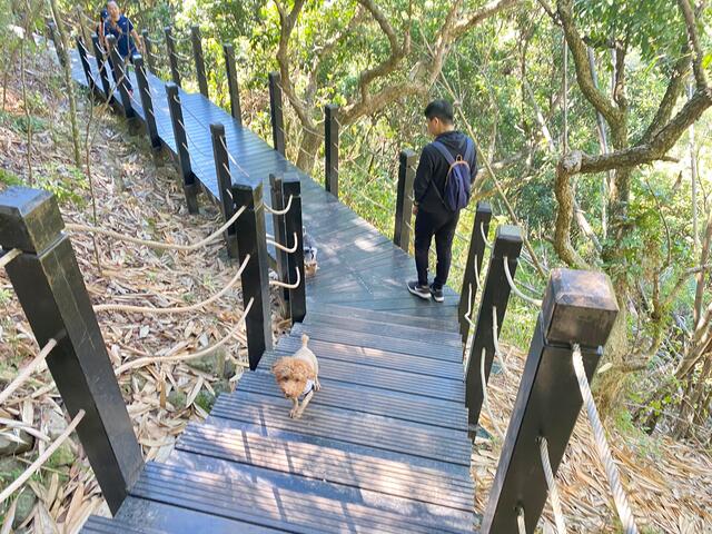 大坑十號調整後較為平緩舒適