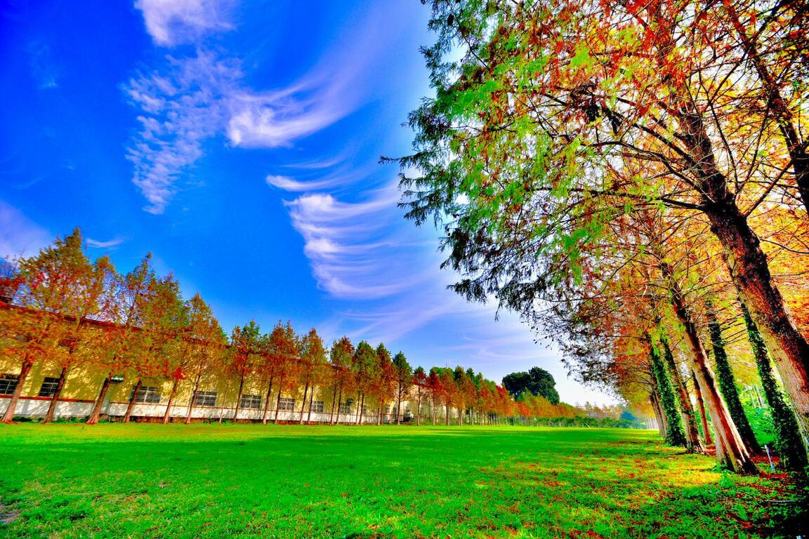 走访石冈落羽松秘境-运动型网美必拍纾压景点