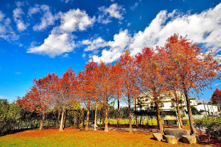 石冈落羽松秘境