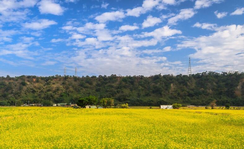 外埔忘憂谷-油菜花田