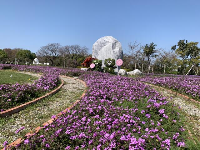后里環保公園波斯菊-馬櫻丹雙色花海綻放中.jpg