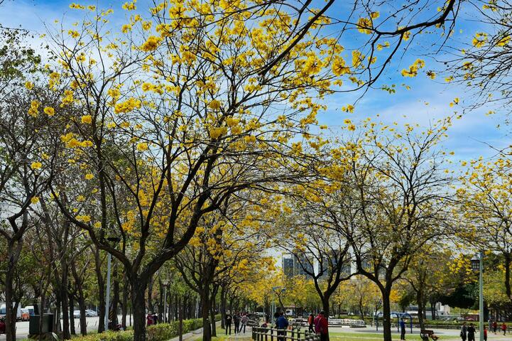 3月必拍-黃花風鈴木-蓄勢綻放-中市懶人包揭31處賞花勝地