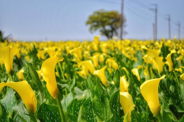 外埔水头二路海芋田