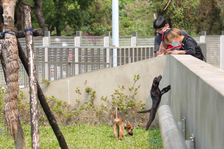 民众与小狗互动