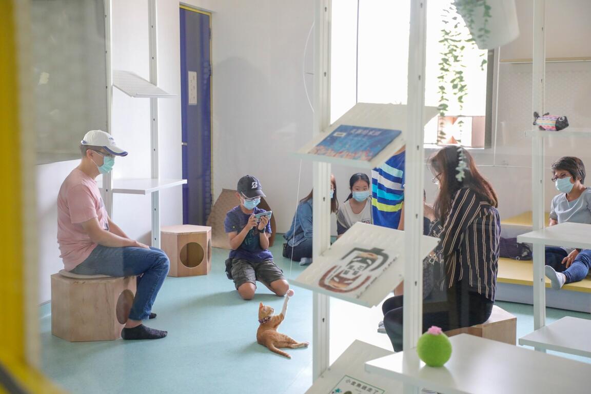 民众与猫咪互动