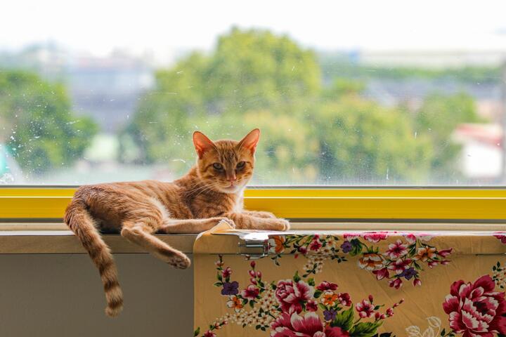 台中市动物之家后里园区开幕