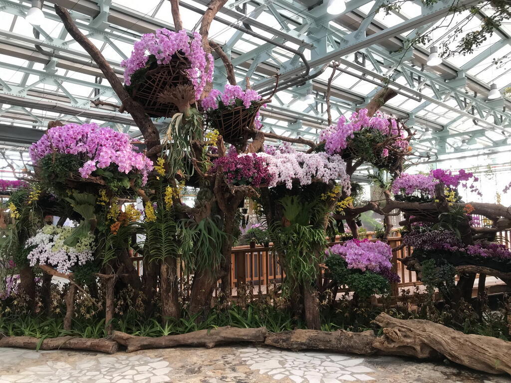 台中世界兰展4月24日云端开展