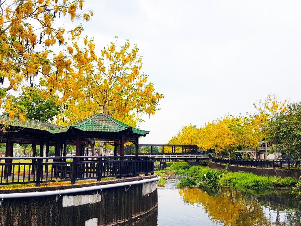 夏季限定! 台中26處阿勃勒美景線上看