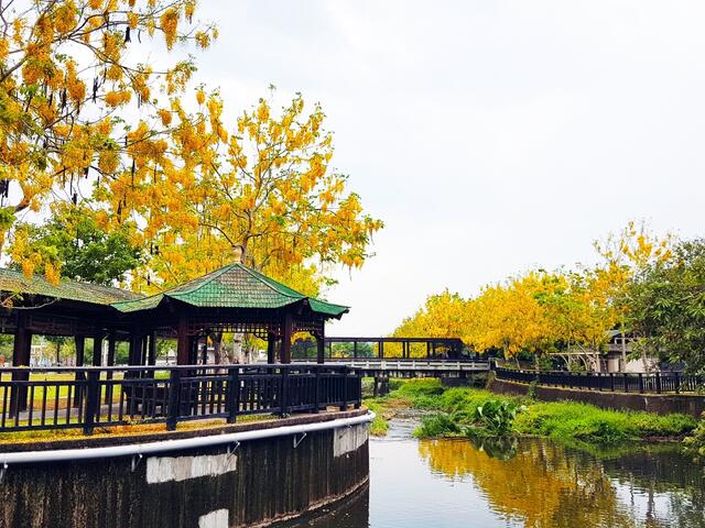 夏季限定! 台中26處阿勃勒美景線上看