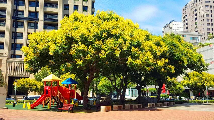 季節限定-中市府私房推薦-台灣欒樹10月底前最好拍