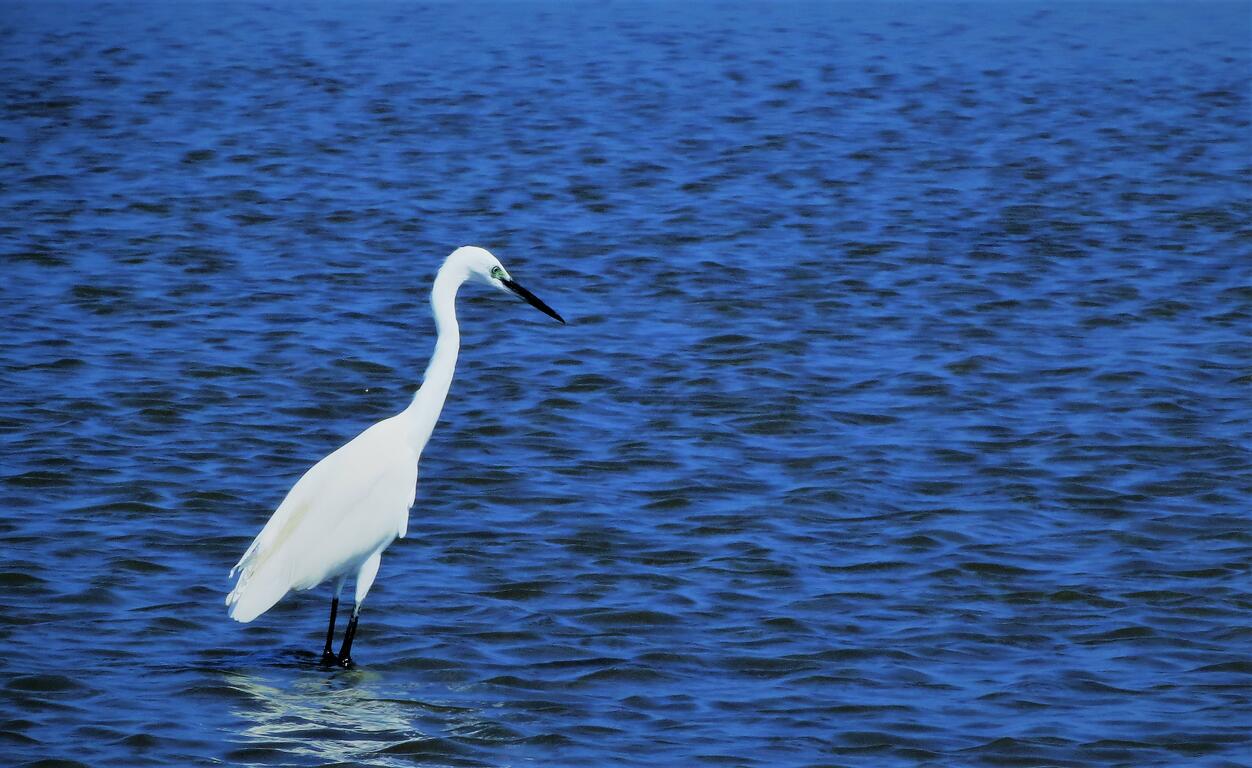 中市高美濕地生態體驗-現正報名中
