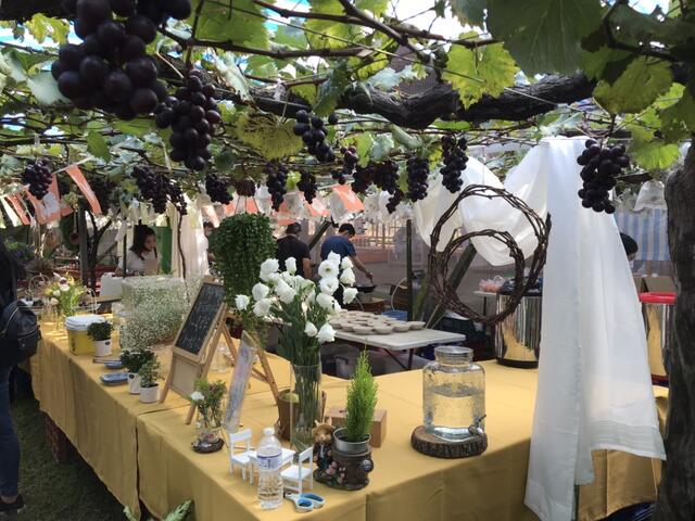 漫遊新社四季行-葡萄饗宴趣-四季農旅