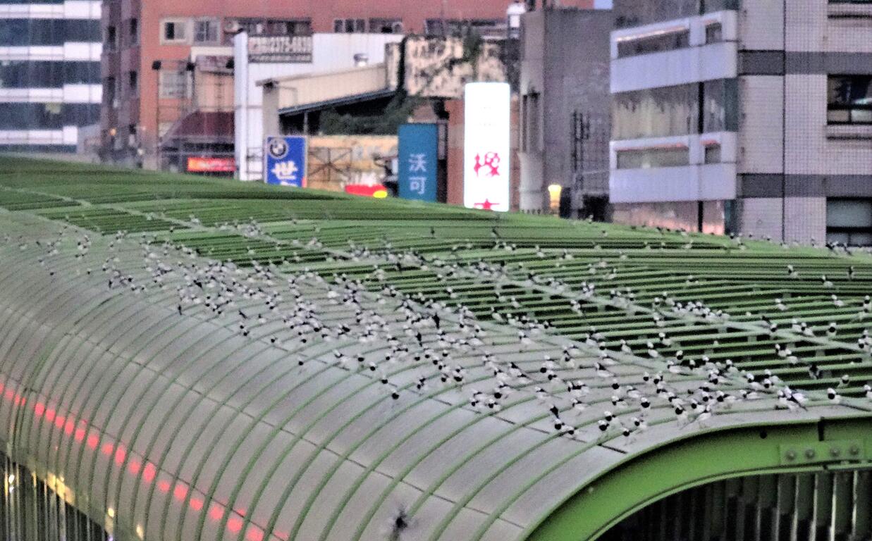 白鶺鴒鳥每天傍晚聚集於捷運文心崇德站的隔音牆上晚點名