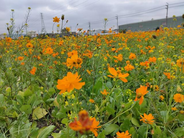 為推廣安全無毒的友善農業-農民配合轉作景觀作物-並選在花海盛開期間舉辦梧棲農村小旅行