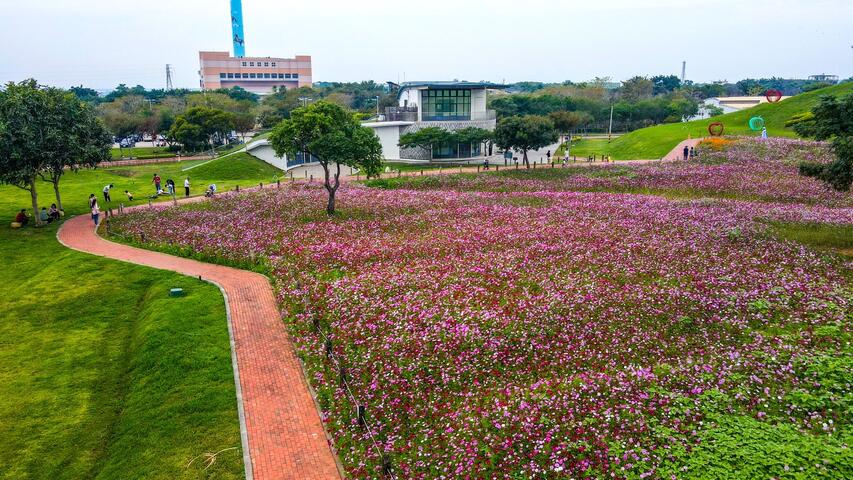 大波斯菊與向日葵