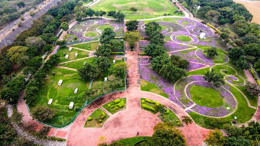 后里環保公園種植12公頃粉色系大花波斯菊與金黃向日葵