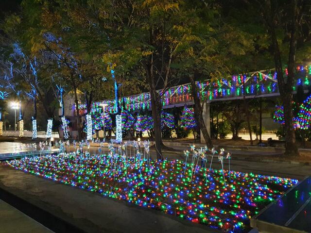 繁星點點的燈光與發亮玫瑰-為聖誕營造出滿滿的浪漫氛圍