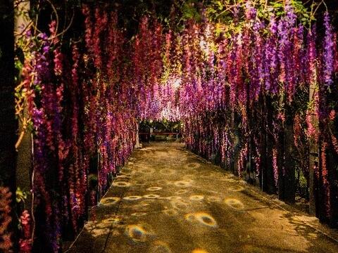 Tour under the rain of purple flowers in Fengyuan