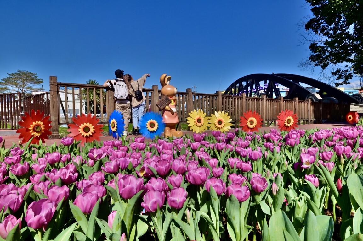 石岡鬱金香展浪漫登場