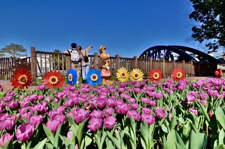 石岡鬱金香展浪漫登場