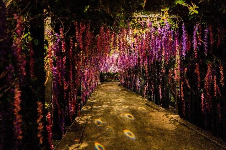 Tour under the rain of purple flowers in Fengyuan