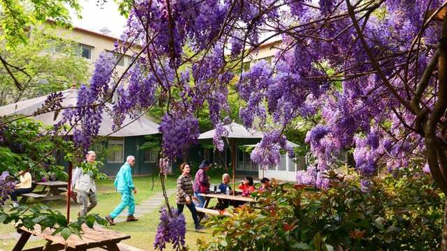 紫藤花海浪漫綻放