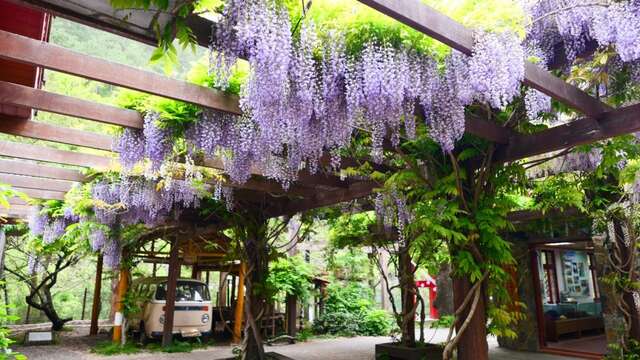 紫藤花海浪漫綻放