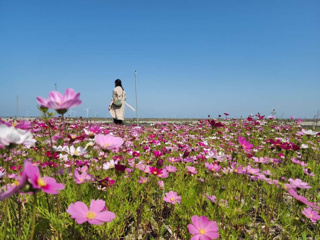波斯菊花海成為網美打卡新熱點