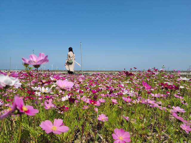 波斯菊花海成為網美打卡新熱點