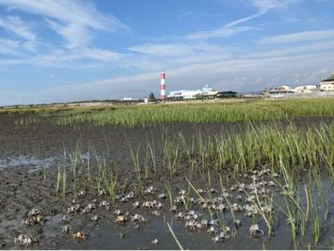 111年高美濕地生態體驗活動-手刀報名額滿為止
