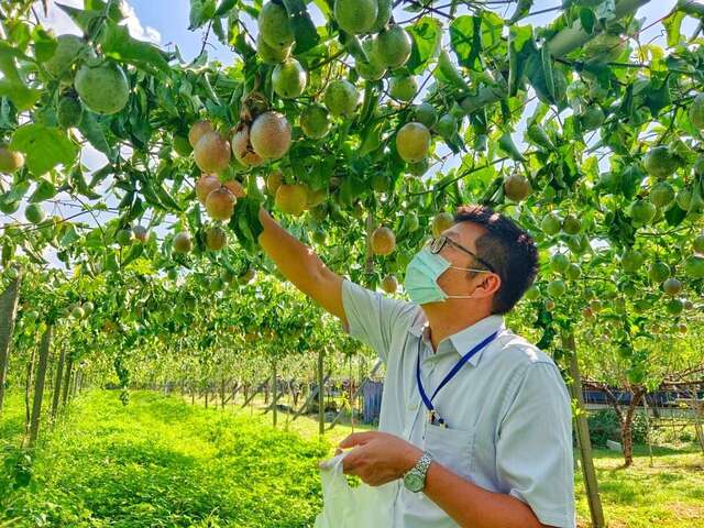 百香果採果體驗