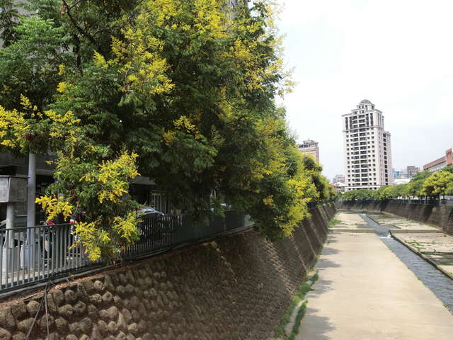 麻園頭溪台灣欒樹