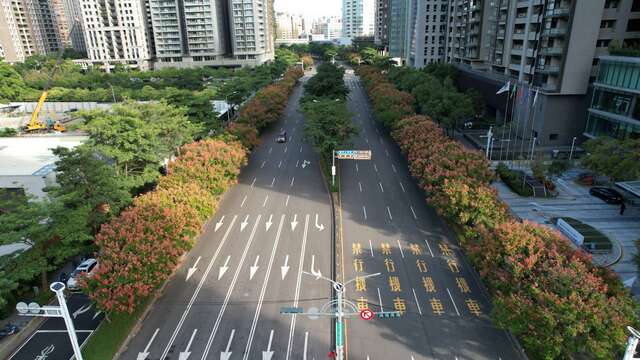 市政路台灣欒樹盛開