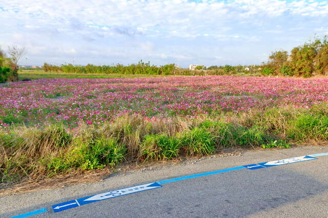 甲后稻香自行車道超美登場