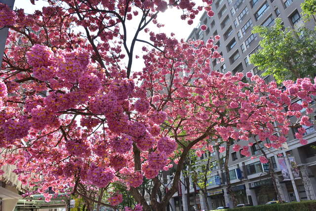 建設局長陳大田邀請大家一同來賞花