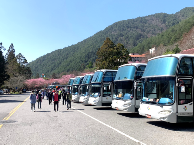 武陵農場賞櫻趣-中市交通局推app預約賞櫻專車