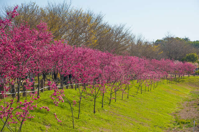 中科崴立櫻花公園4