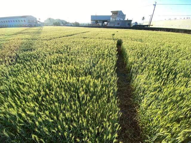 大雅小麥田