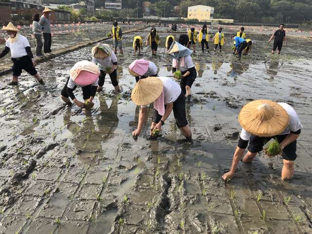綠色照護長者插秧