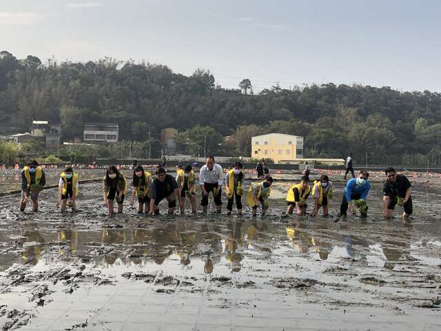 陳主秘帶領馬鳴國小師生插秧