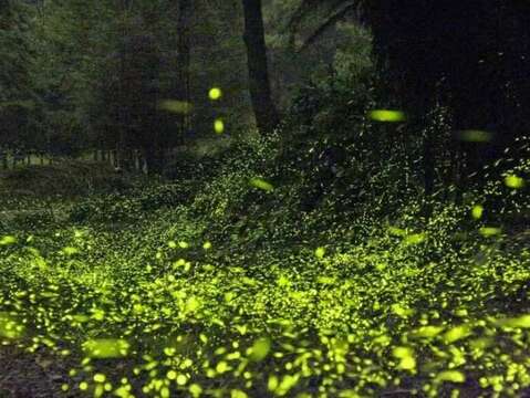 漫遊山城-螢-河-2023台中螢火蟲季開跑