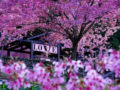 福寿山农场千樱园-照片由国军退除役官兵辅导委员会授权-_0_0