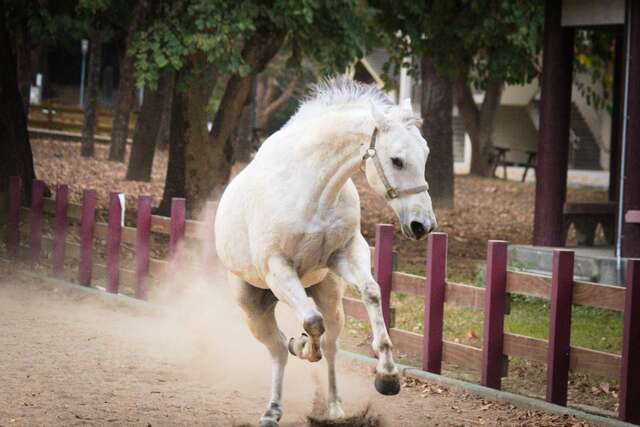 马场马匹照片1_0