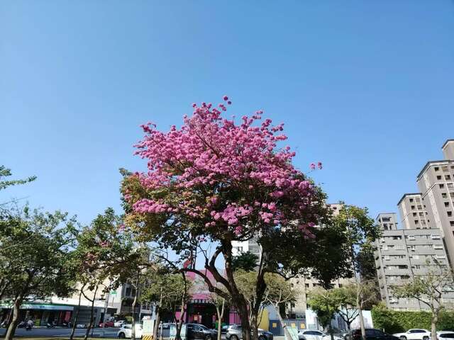 公园全区盛开的洋红风铃木-花瓣随风飘落-营造粉红泡泡的浪漫场景