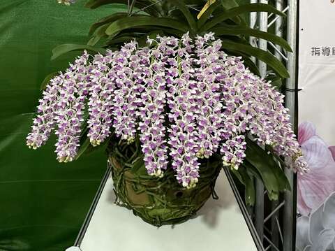 2024春季蘭花評鑑-全場總冠軍_0