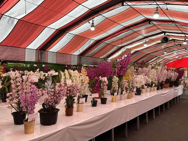 2024春季蘭花評鑑-其他蘭屬組評鑑現場_0