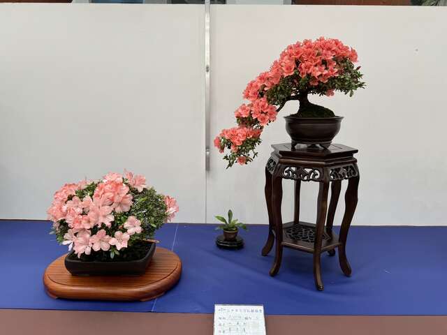 皐月杜鹃盆栽竞赛多品组总金牌作品