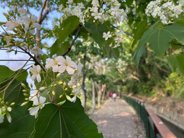 水流東休閒農業區油桐花生態步道_0